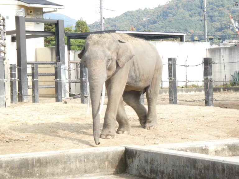 １１月７日　そら組・ほし組で京都市動物園まで遠足に行きました☆